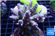 Acropora tenuis purple Indonesia 8-12 cm WYSIWYG acclimaté