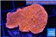 Montipora red cap 3-5 cm WYSIWYG acclimaté