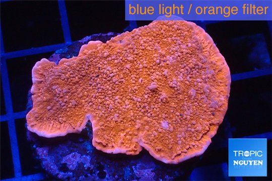Montipora red cap 3-5 cm WYSIWYG acclimaté