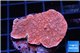 Montipora red cap 3-5 cm WYSIWYG acclimaté