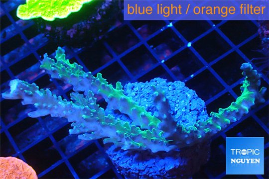 Acropora joker frag 6-8 cm WYSIWYG acclimaté