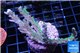 Acropora joker frag 6-8 cm WYSIWYG acclimaté