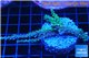 Acropora joker frag 5-7 cm WYSIWYG acclimaté