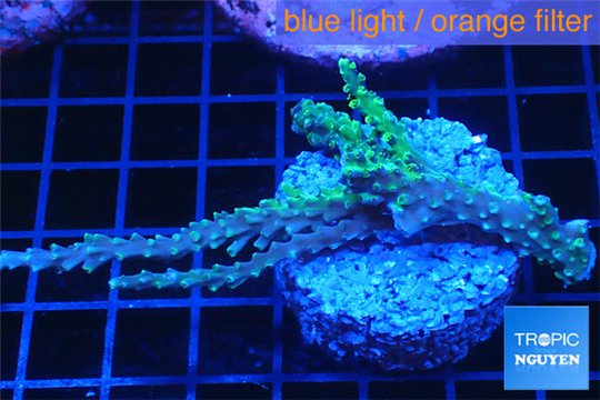 Acropora joker frag 5-7 cm WYSIWYG acclimaté
