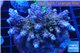 Acropora pink purple Indonesia 8-12 cm WYSIWYG acclimaté