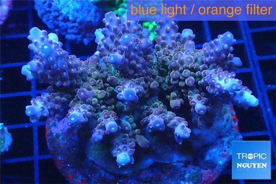 Acropora pink purple Indonesia 8-12 cm WYSIWYG acclimaté