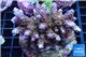 Acropora pink purple Indonesia 8-12 cm WYSIWYG acclimaté