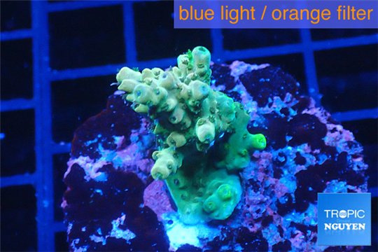 Acropora green 2-4 cm WYSIWYG acclimaté