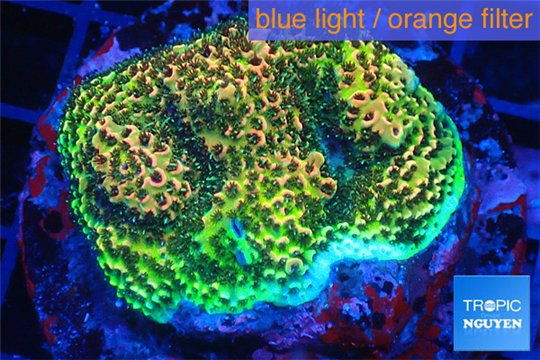 Acropora gold base rock 4-6 cm WYSIWYG acclimaté