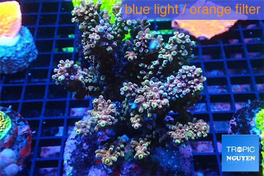Acropora golden tip 8-12 cm WYSIWYG acclimaté