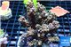 Acropora golden tip 8-12 cm WYSIWYG acclimaté