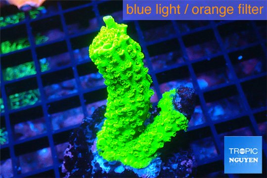 Acropora full neon green 3-4 cm WYSIWYG acclimaté