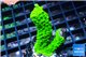 Acropora full neon green 3-4 cm WYSIWYG acclimaté