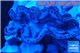 Tridacna maxima gold breeding 4-6 cm WYSIWYG acclimaté