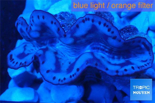 Tridacna maxima gold breeding 4-6 cm WYSIWYG acclimaté