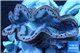Tridacna maxima gold breeding 4-6 cm WYSIWYG acclimaté
