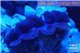 Tridacna crocea blue breeding 4-6 cm WYSIWYG acclimaté