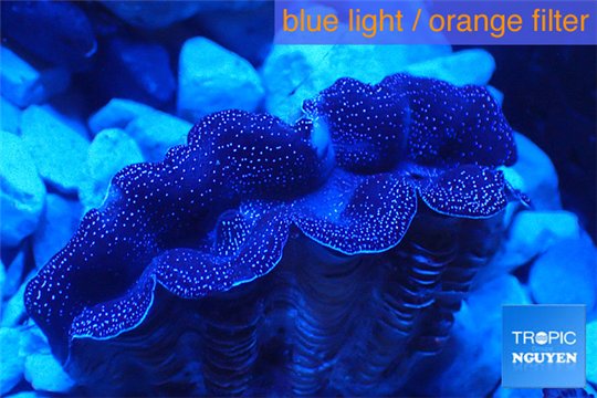 Tridacna crocea blue breeding 4-6 cm WYSIWYG acclimaté