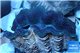Tridacna crocea blue breeding 4-6 cm WYSIWYG acclimaté