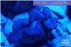 Tridacna maxima gold breeding 4-6 cm WYSIWYG acclimaté