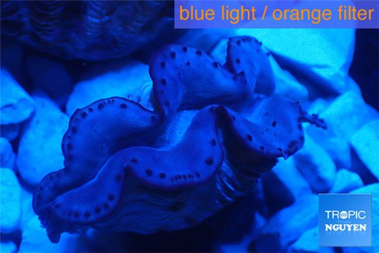 Tridacna maxima gold breeding 4-6 cm WYSIWYG acclimaté