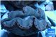 Tridacna maxima gold breeding 4-6 cm WYSIWYG acclimaté