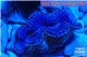 Tridacna maxima blue breeding 4-6 cm WYSIWYG acclimaté
