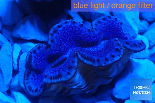 Tridacna maxima blue breeding 4-6 cm WYSIWYG acclimaté