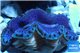 Tridacna maxima blue breeding 4-6 cm WYSIWYG acclimaté