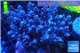 Acropora pink purple Indonesia 8-12 cm WYSIWYG acclimaté