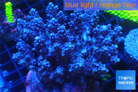 Acropora pink purple Indonesia 8-12 cm WYSIWYG acclimaté