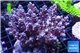 Acropora pink purple Indonesia 8-12 cm WYSIWYG acclimaté
