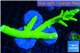 Acropora full neon green frag 10-14 cm WYSIWYG acclimaté