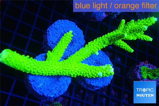 Acropora full neon green frag 10-14 cm WYSIWYG acclimaté