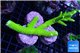 Acropora full neon green frag 10-14 cm WYSIWYG acclimaté