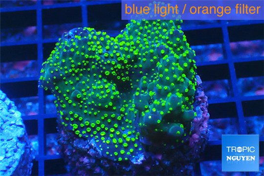 Acropora nana Fijii 3-4 cm WYSIWYG acclimaté