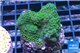 Acropora nana Fijii 3-4 cm WYSIWYG acclimaté