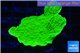 Montipora green cap 3-5 cm WYSIWYG acclimaté