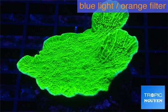 Montipora green cap 3-5 cm WYSIWYG acclimaté