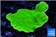 Montipora green cap 3-5 cm WYSIWYG acclimaté