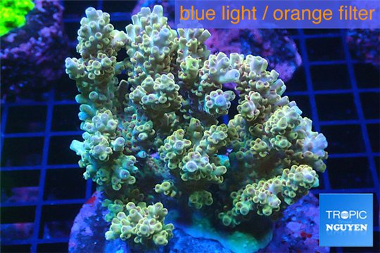 Acropora cytherea golden Indonesia 8-12 cm WYSIWYG acclimaté