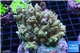 Acropora cytherea golden Indonesia 8-12 cm WYSIWYG acclimaté