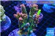 Acropora pink Indonesia 8-12 cm WYSIWYG acclimaté