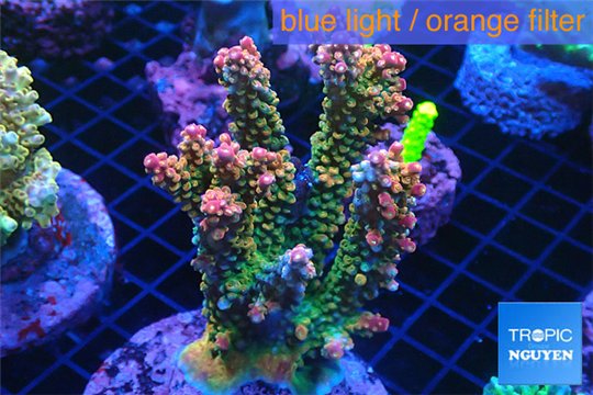 Acropora pink Indonesia 8-12 cm WYSIWYG acclimaté