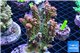 Acropora pink Indonesia 8-12 cm WYSIWYG acclimaté