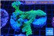 Montipora green & purple polyps frag 7-10 cm WYSIWYG acclimaté