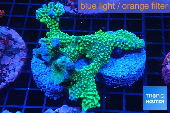Montipora green & purple polyps frag 7-10 cm WYSIWYG acclimaté