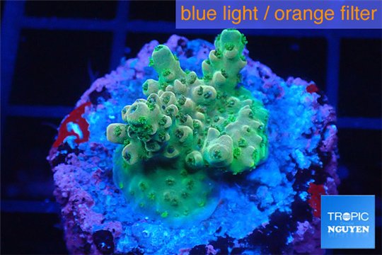 Acropora green purple 2-3 cm WYSIWYG acclimaté