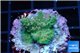 Acropora green purple 2-3 cm WYSIWYG acclimaté