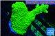 Acropora full neon green 4-5 cm WYSIWYG acclimaté